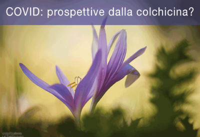 COVID--prospettive-dalla-colchicina-