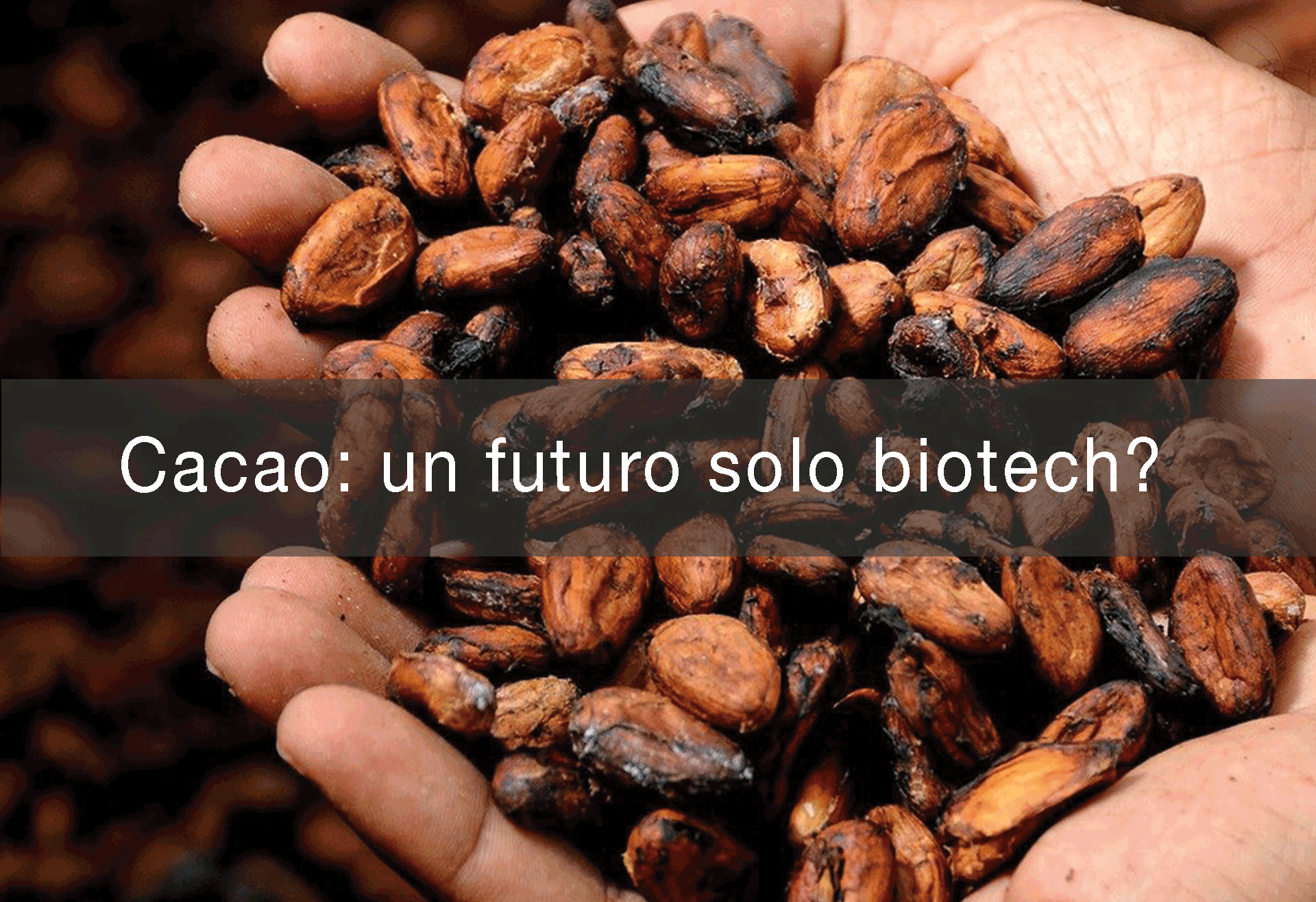 Cacao--un-futuro-solo-biotech-