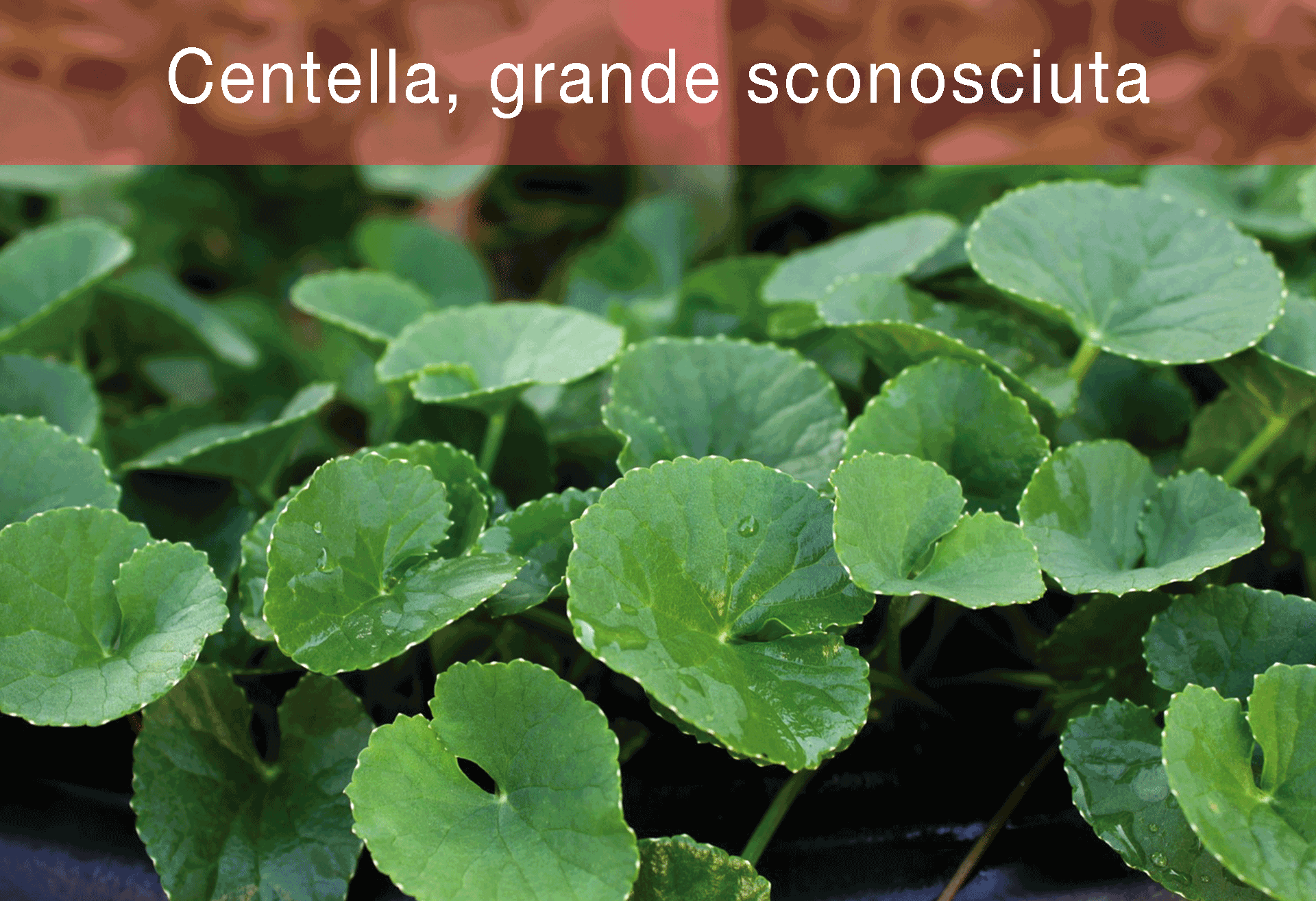 Centella,-grande-sconosciuta