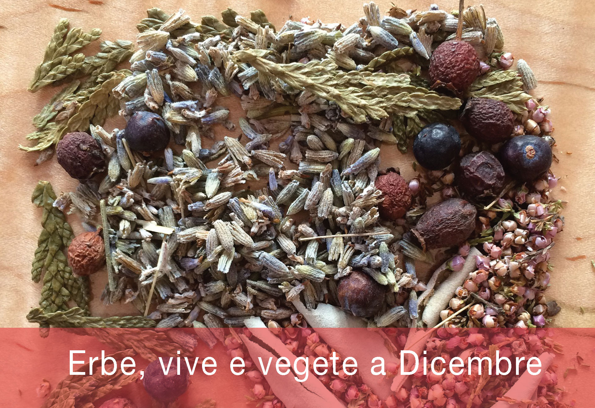 Erbe,-vive-e-vegete-a-Dicembre