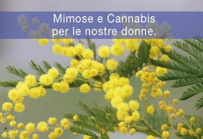 Mimose-e-Cannabis-per-le-nostre-donne.