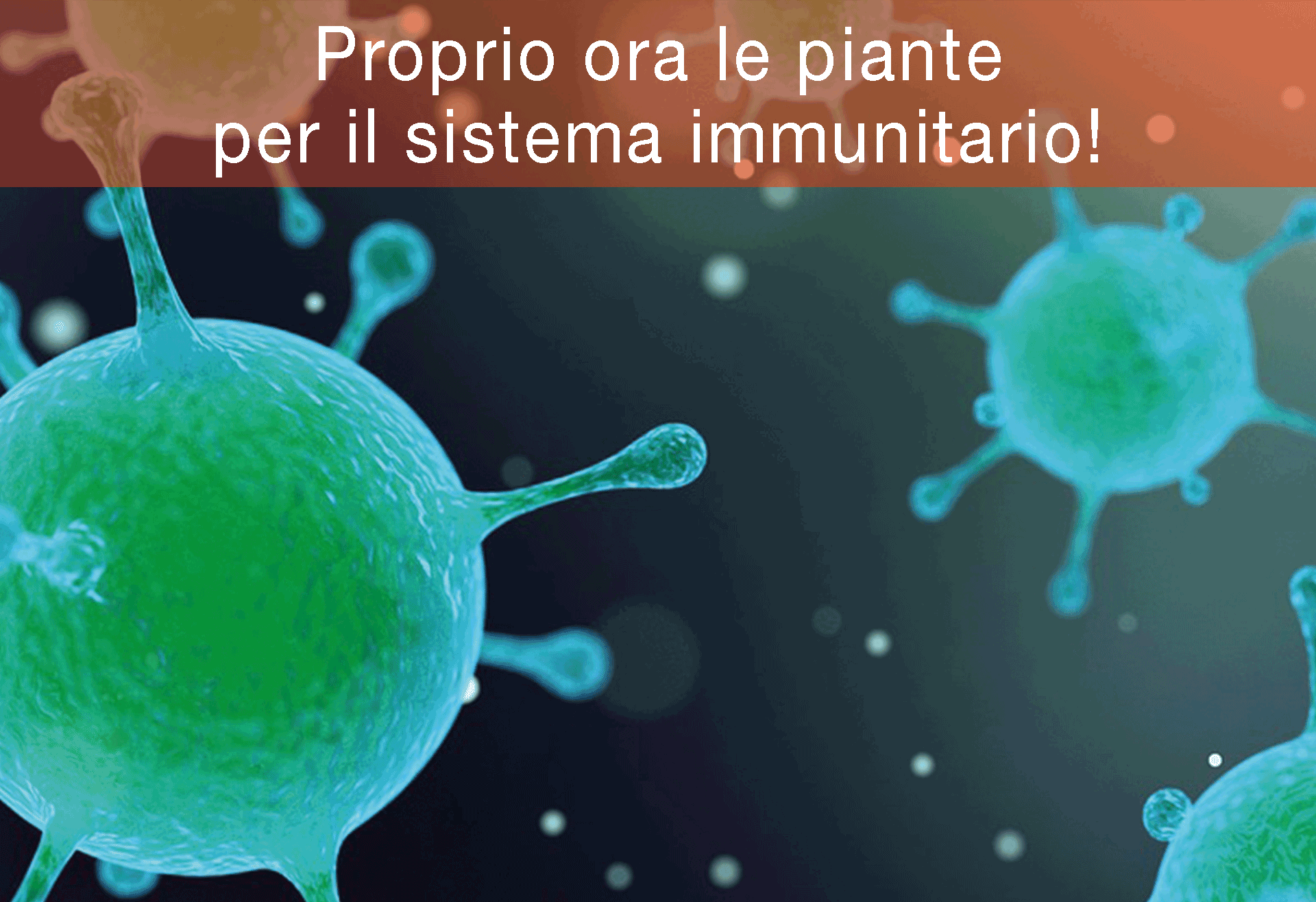 Proprio-ora-le-piante-per-il-sistema-immunitario!