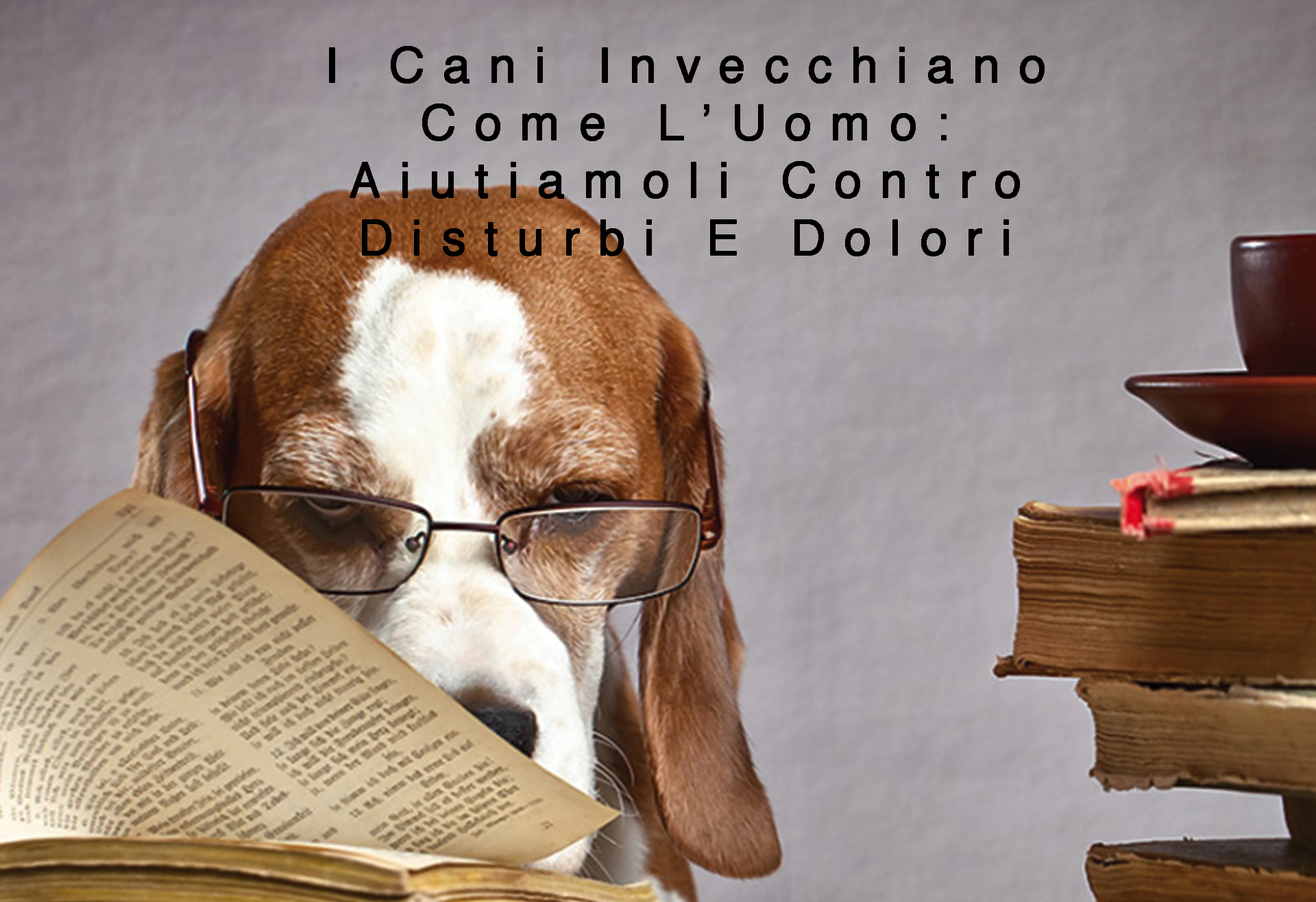 I Cani Invecchiano Come L’Uomo: Aiutiamoli Contro Disturbi E Dolori