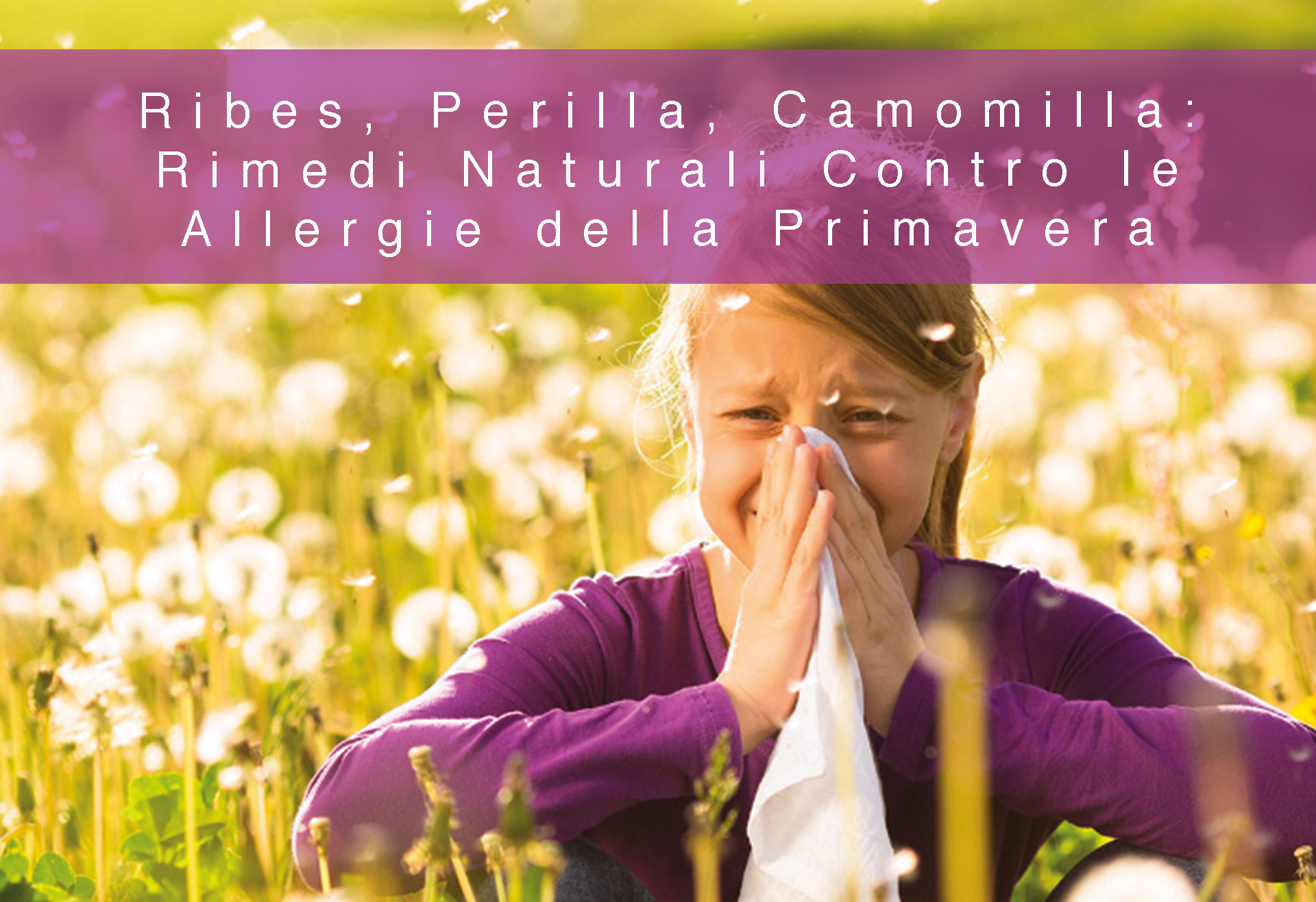 RIBES, PERILLA, CAMOMILLA: RIMEDI NATURALI CONTRO LE ALLERGIE DELLA PRIMAVERA